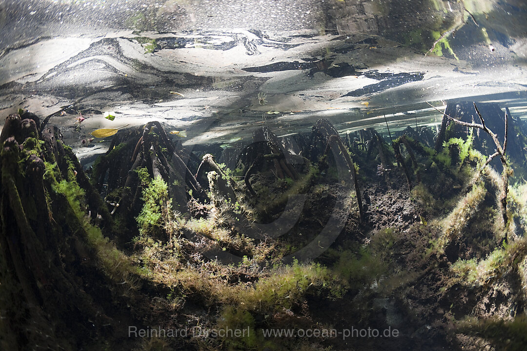 Mangrovenbereich in Quallensee