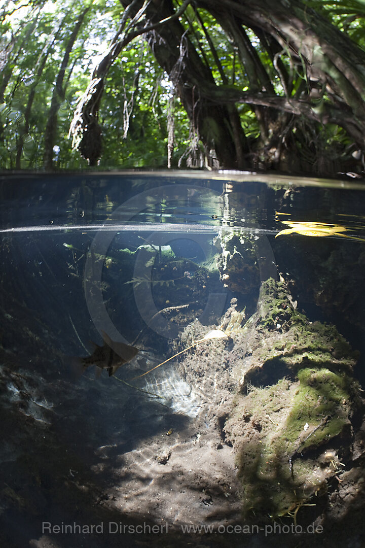 Splitimage of Mangrove