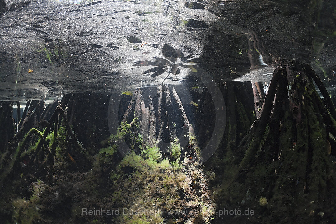 Mangrovenbereich in Quallensee