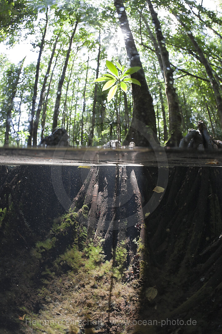 Splitaufnahme von Mangroven, Quallensee Mikronesien, Palau