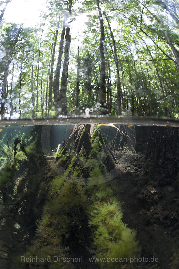 Splitaufnahme von Mangroven, Quallensee Mikronesien, Palau