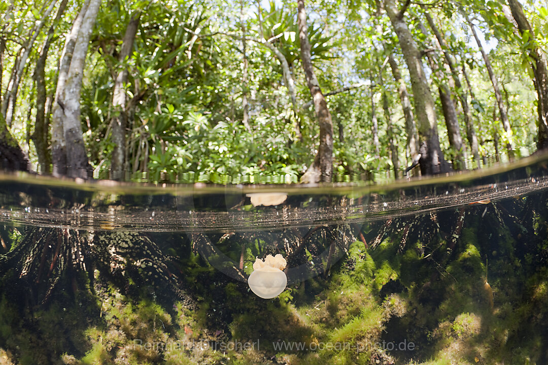 Jellyfish in Mangrove Area