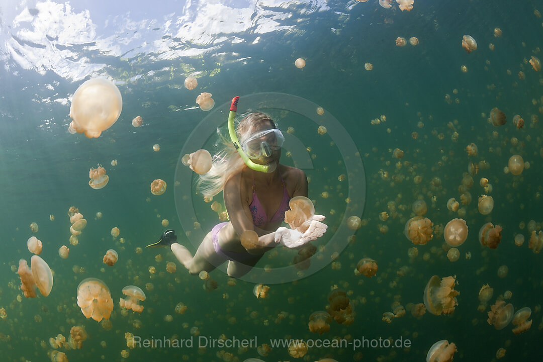 Abtauchen in Quallensee, Mastigias papua etpisonii, Quallensee Mikronesien, Palau