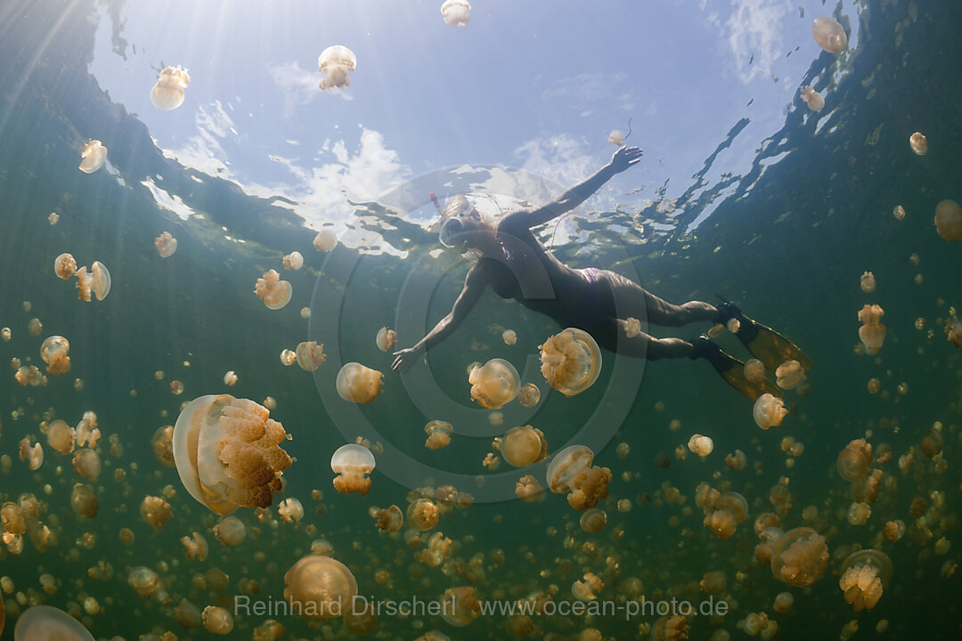 Schwimmen zwischen Quallen, Mastigias papua etpisonii, Quallensee Mikronesien, Palau