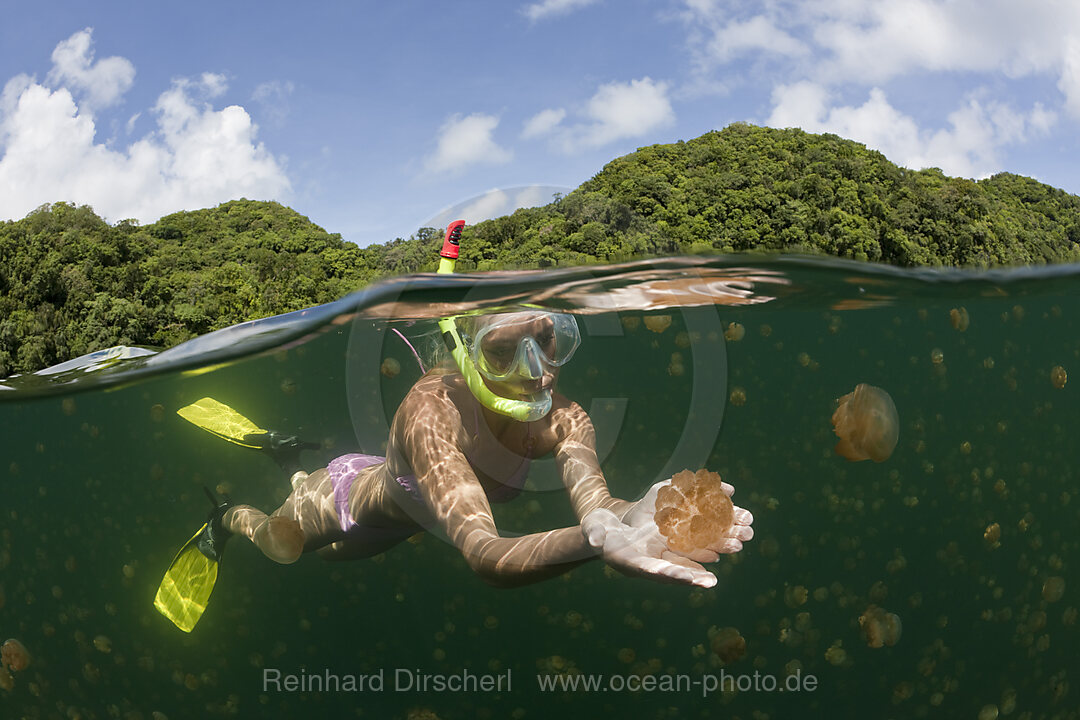 Swimming with Jellyfishes, Mastigias papua etpisonii, Jellyfish Lake Micronesia, Palau