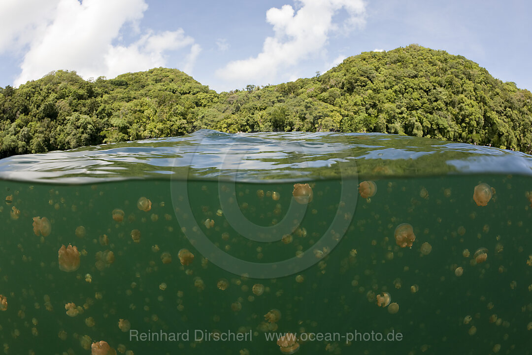 Jellyfishes in Marine Lake, Mastigias papua etpisonii, Jellyfish Lake Micronesia, Palau