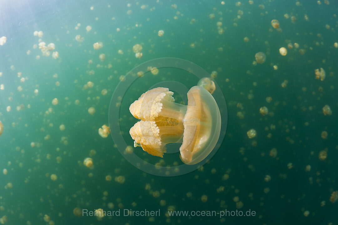 Jellyfishes in Marine Lake