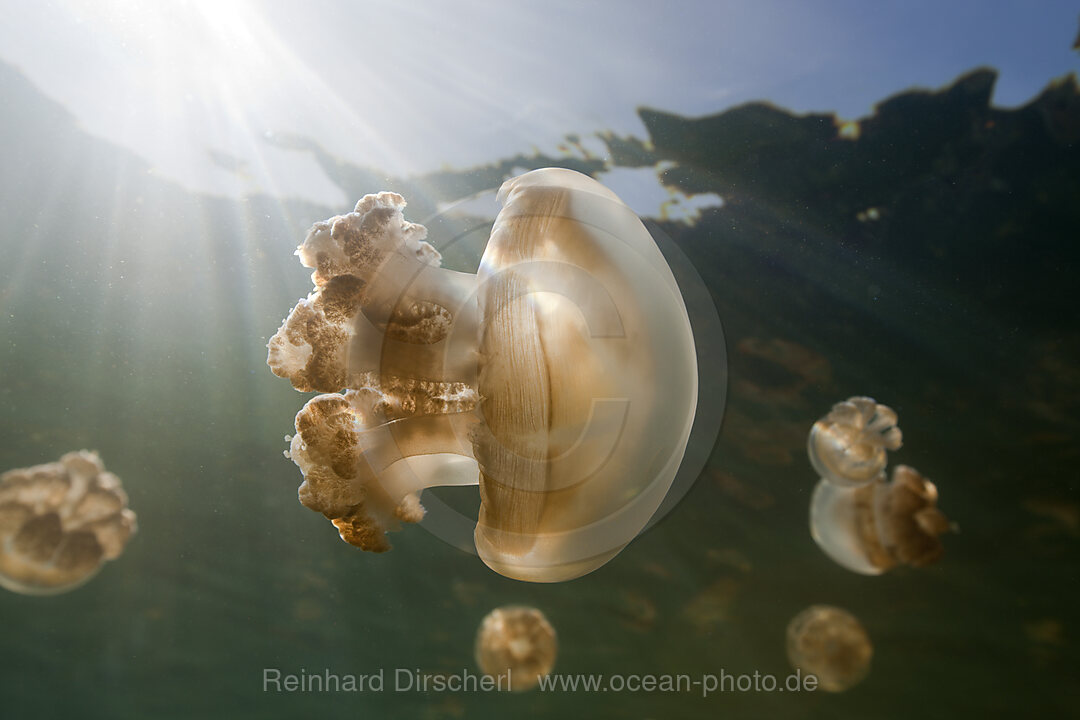 Mastigias Jellyfish