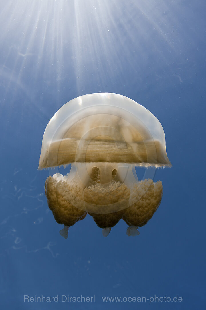 Mastigias Jellyfish