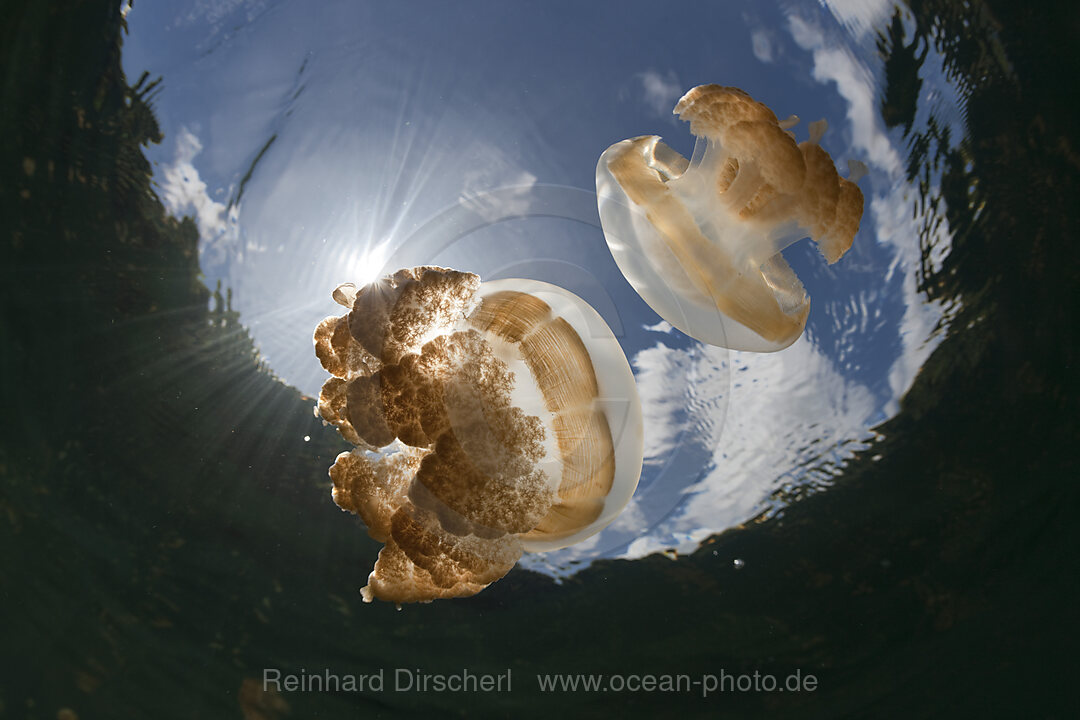 Mastigias Jellyfish