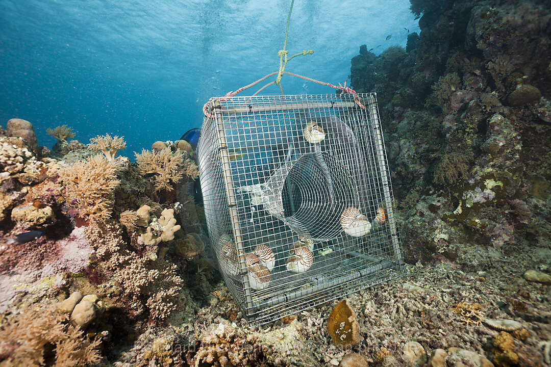 Nautilus wurden nachts mit Kaefig aus 300 Metern Tiefe gefangen, Nautilus belauensis, Mikronesien, Palau