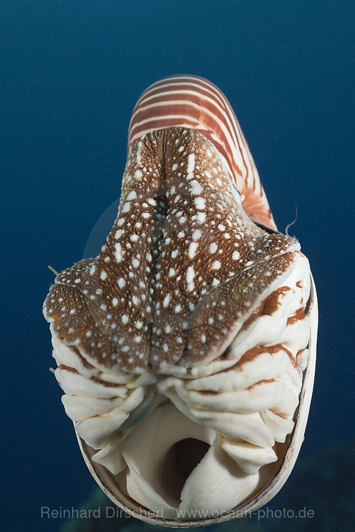 Palau-Perlboot, Nautilus belauensis, Mikronesien, Palau