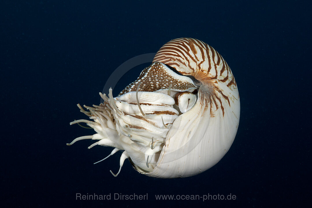 Palau-Perlboot, Nautilus belauensis, Mikronesien, Palau