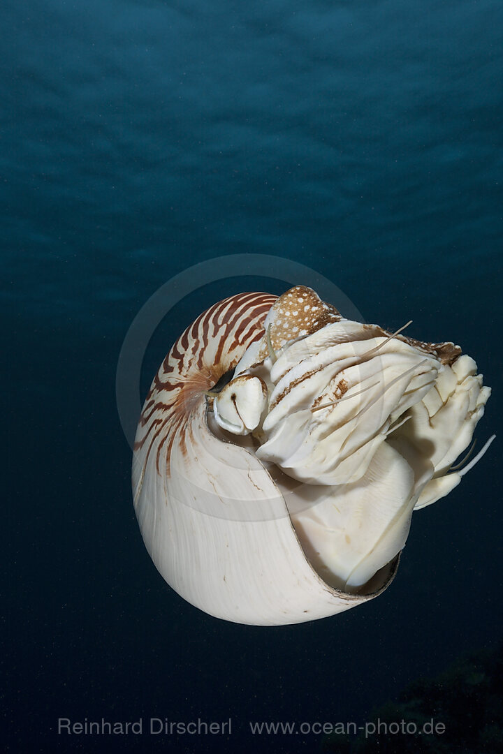 Chambered Nautilus, Nautilus belauensis, Micronesia, Palau