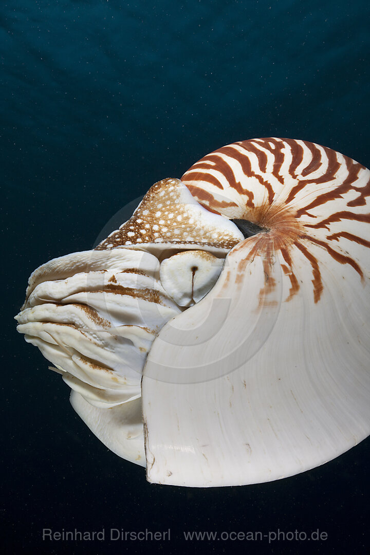 Palau-Perlboot, Nautilus belauensis, Mikronesien, Palau