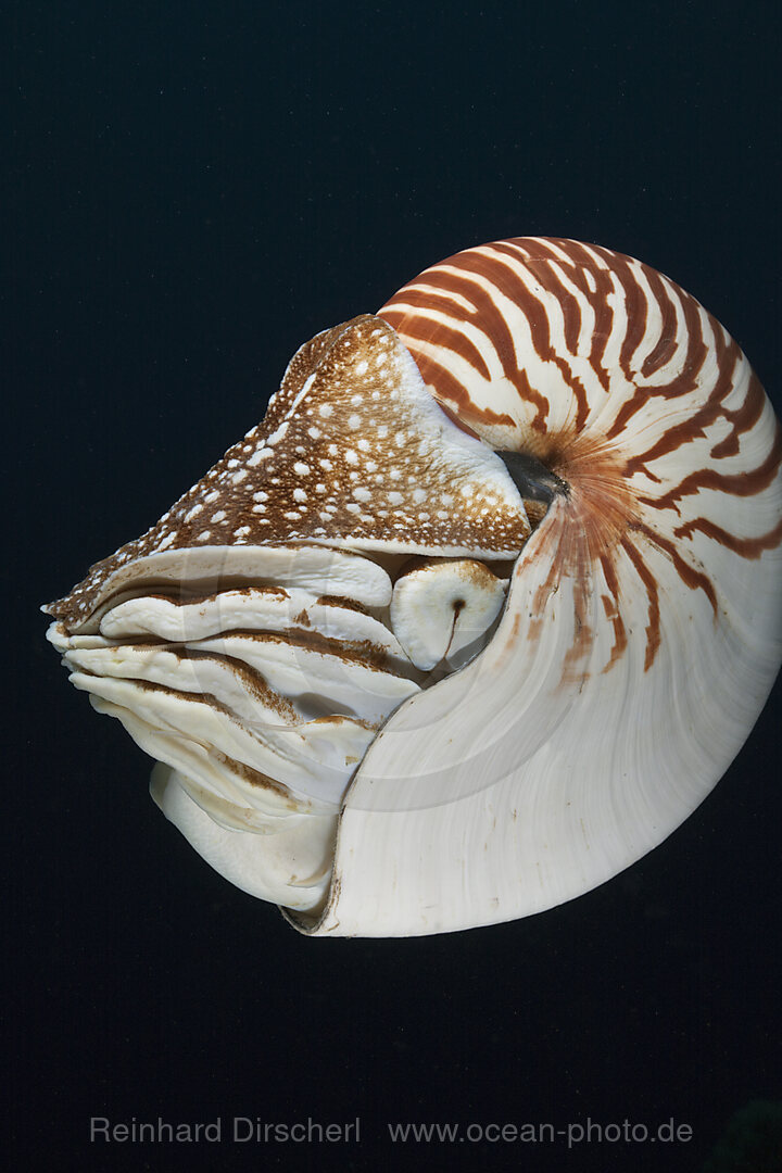 Chambered Nautilus, Nautilus belauensis, Micronesia, Palau