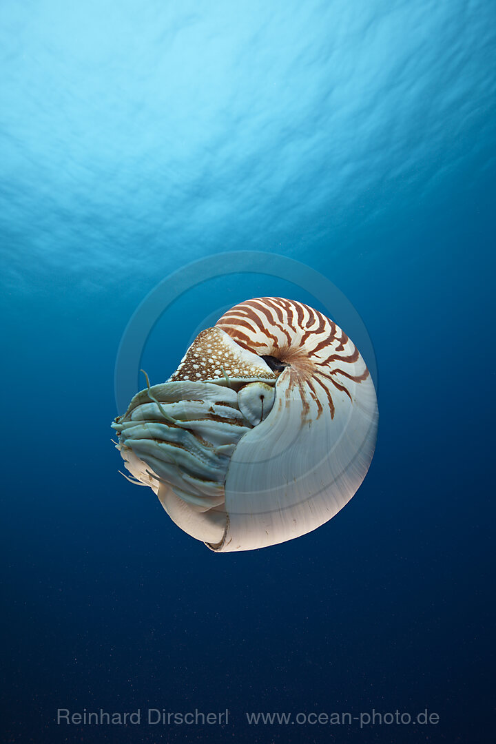 Palau-Perlboot, Nautilus belauensis, Mikronesien, Palau