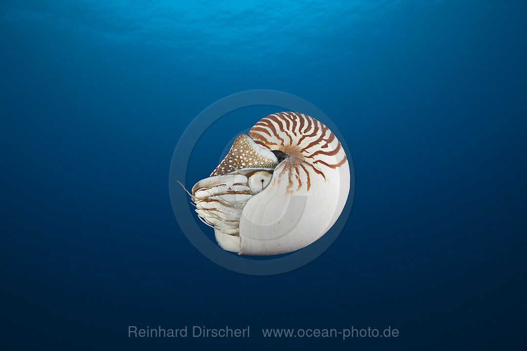 Chambered Nautilus, Nautilus belauensis, Micronesia, Palau