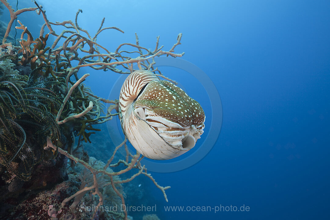 Chambered Nautilus, Nautilus belauensis, Micronesia, Palau