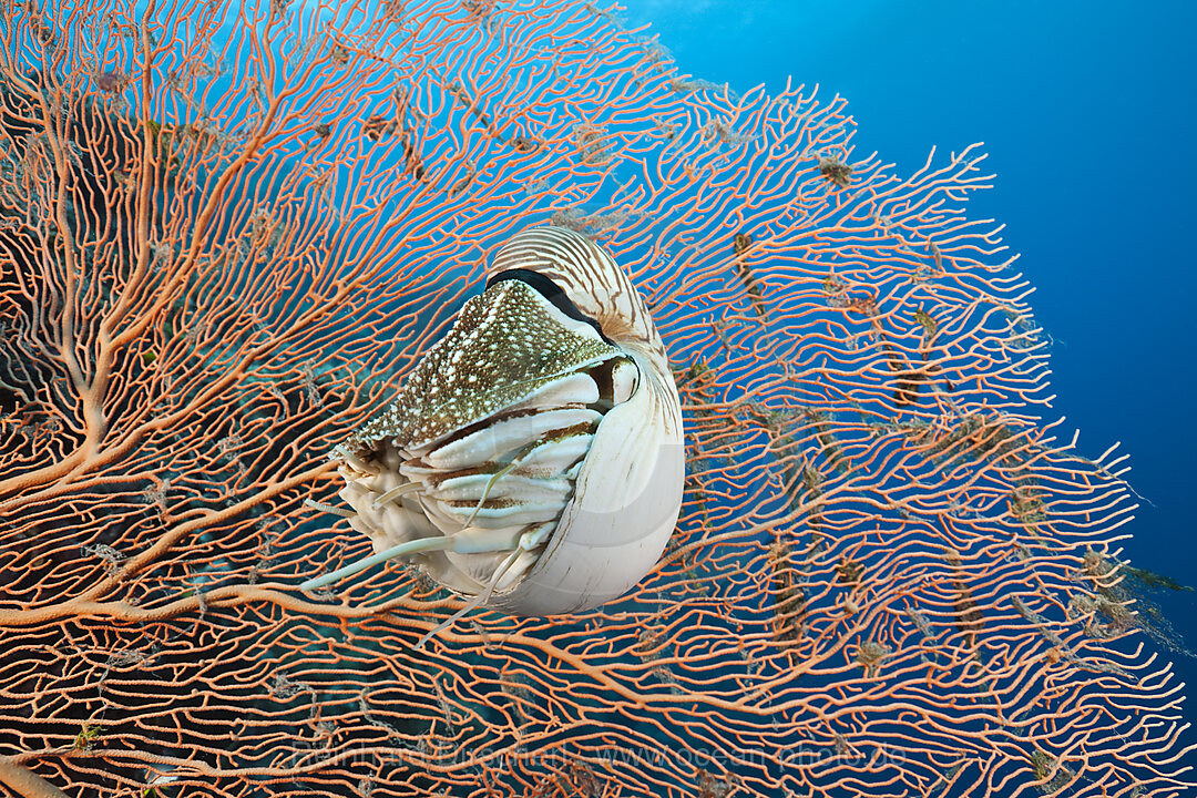 Nautilus Perlboot, Nautilus belauensis, Mikronesien, Palau