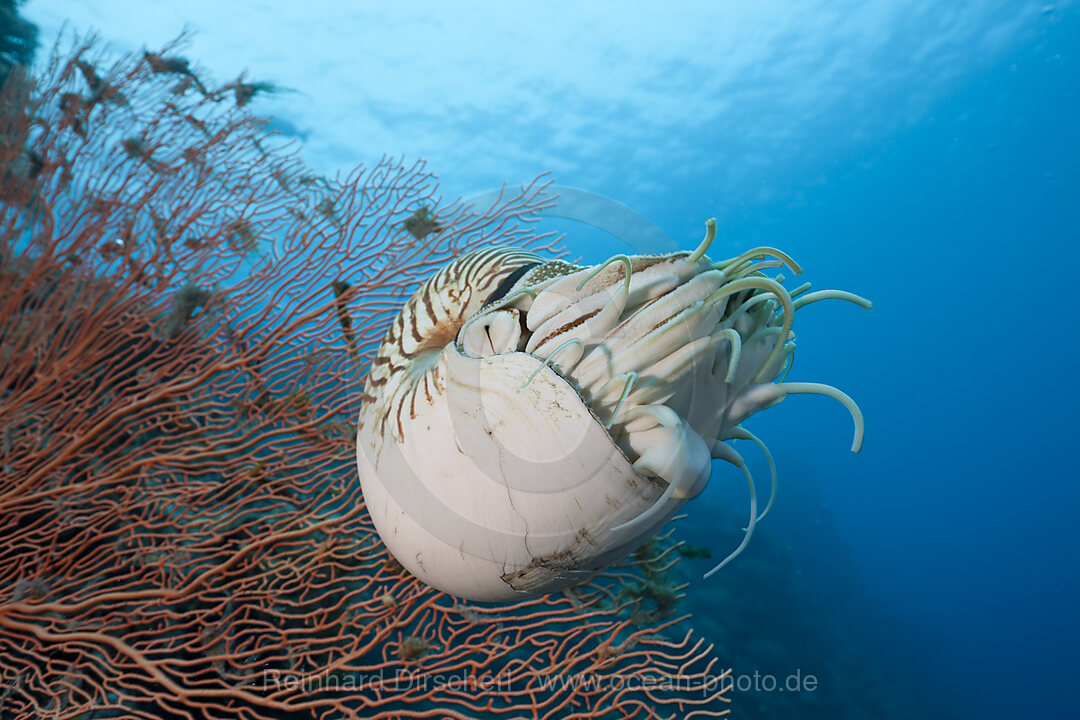 Nautilus Perlboot