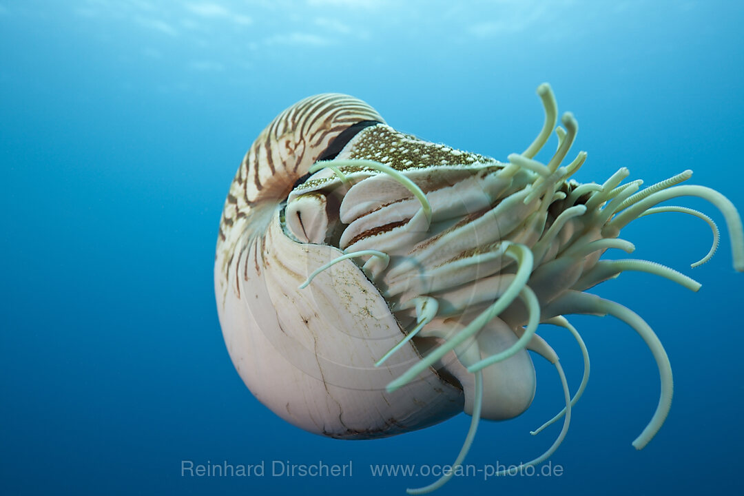 Nautilus Perlboot, Nautilus belauensis, Mikronesien, Palau