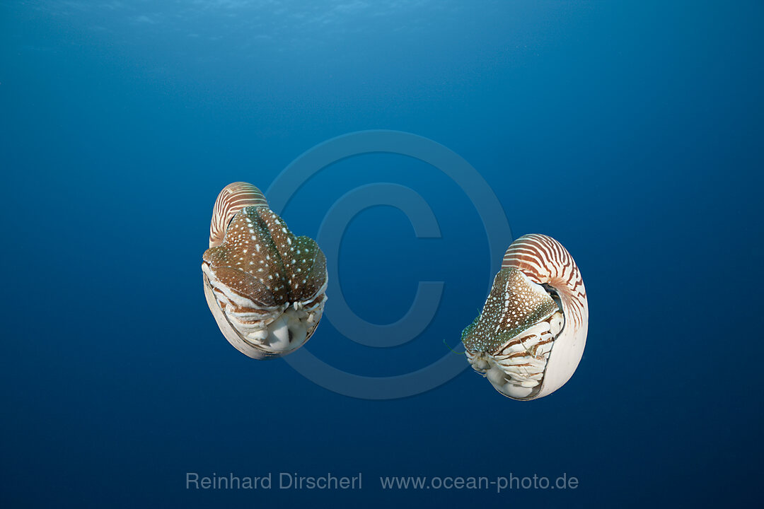 Pair Chambered Nautilus, Nautilus belauensis, Micronesia, Palau