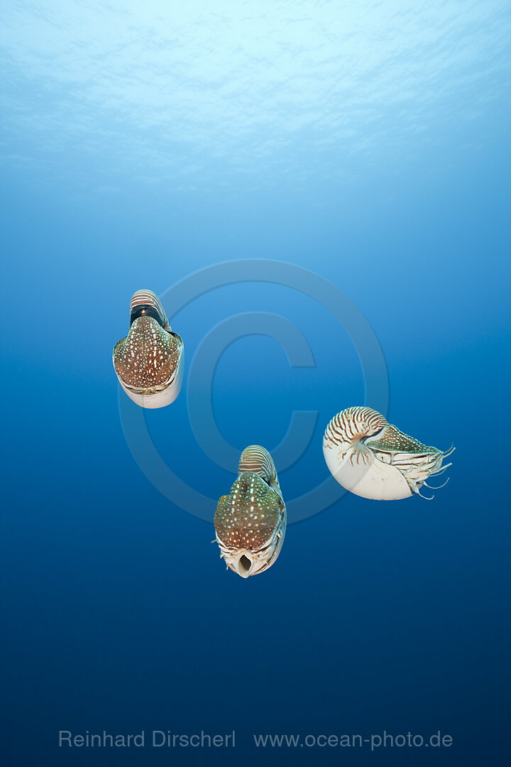 Drei Nautilus Perlboote, Nautilus belauensis, Mikronesien, Palau