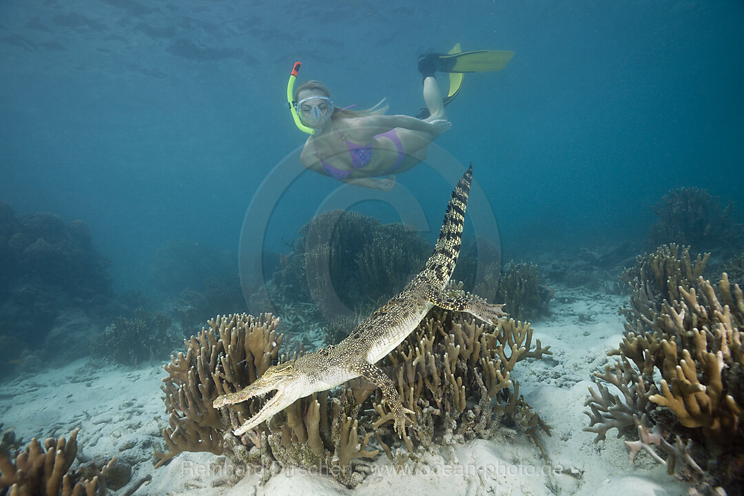 Schnorchlerin begegnet Salzwasserkrokodil, Crocodylus porosus, Mikronesien, Palau