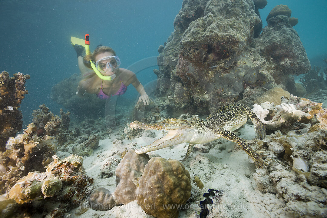 Schnorchlerin begegnet Salzwasserkrokodil, Crocodylus porosus, Mikronesien, Palau