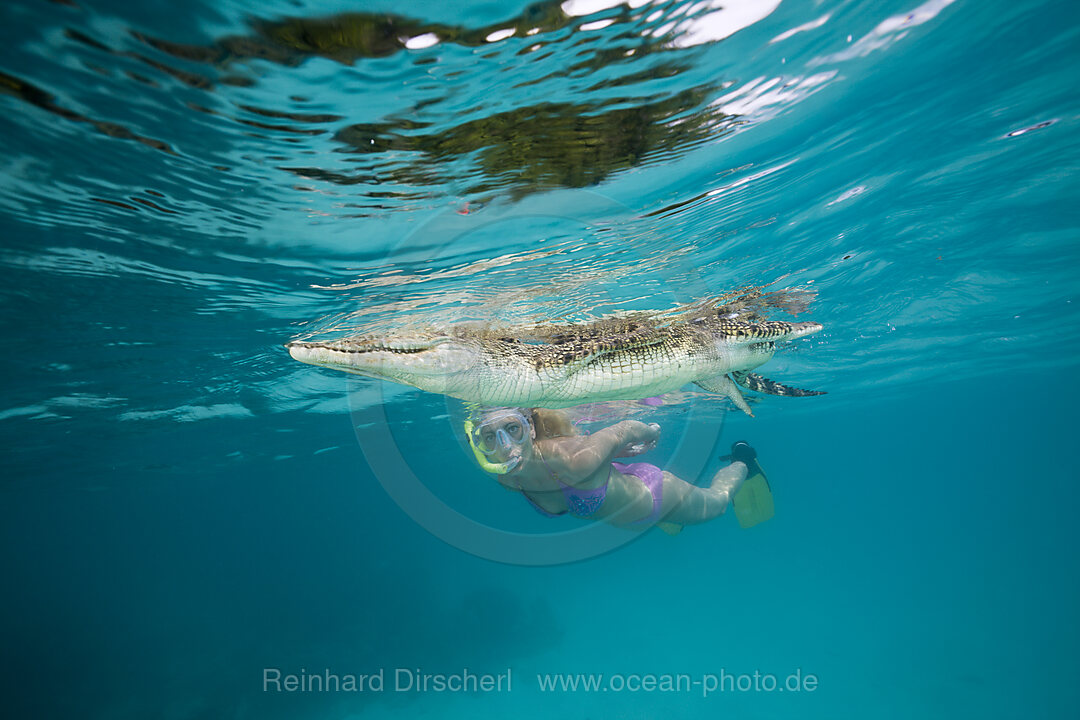 Schnorchlerin begegnet Salzwasserkrokodil, Crocodylus porosus, Mikronesien, Palau