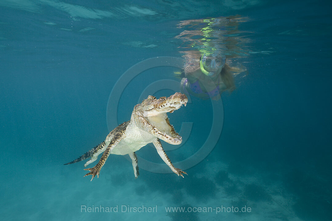 Schnorchlerin begegnet Salzwasserkrokodil, Crocodylus porosus, Mikronesien, Palau