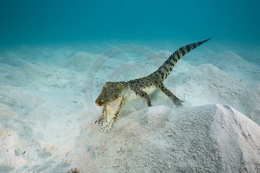 Saltwater Crocodile