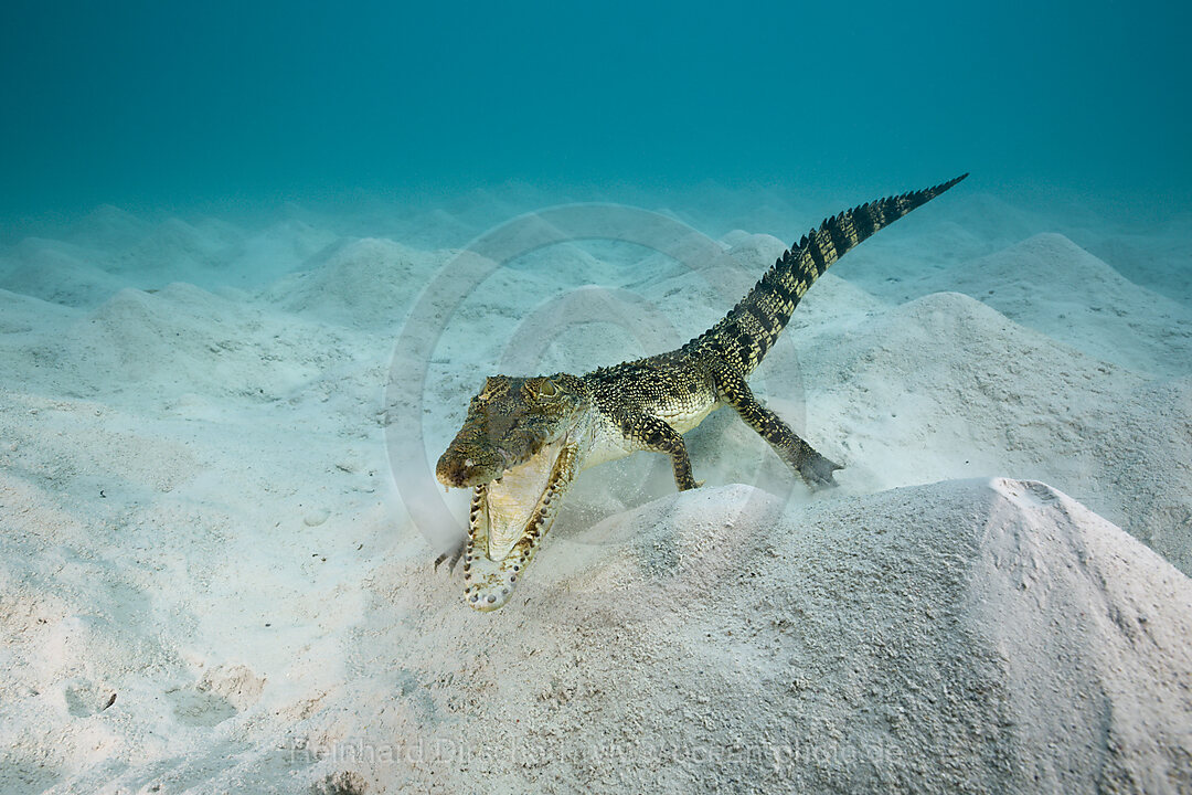 Salzwasser-Krokodil, Crocodylus porosus, Mikronesien, Palau