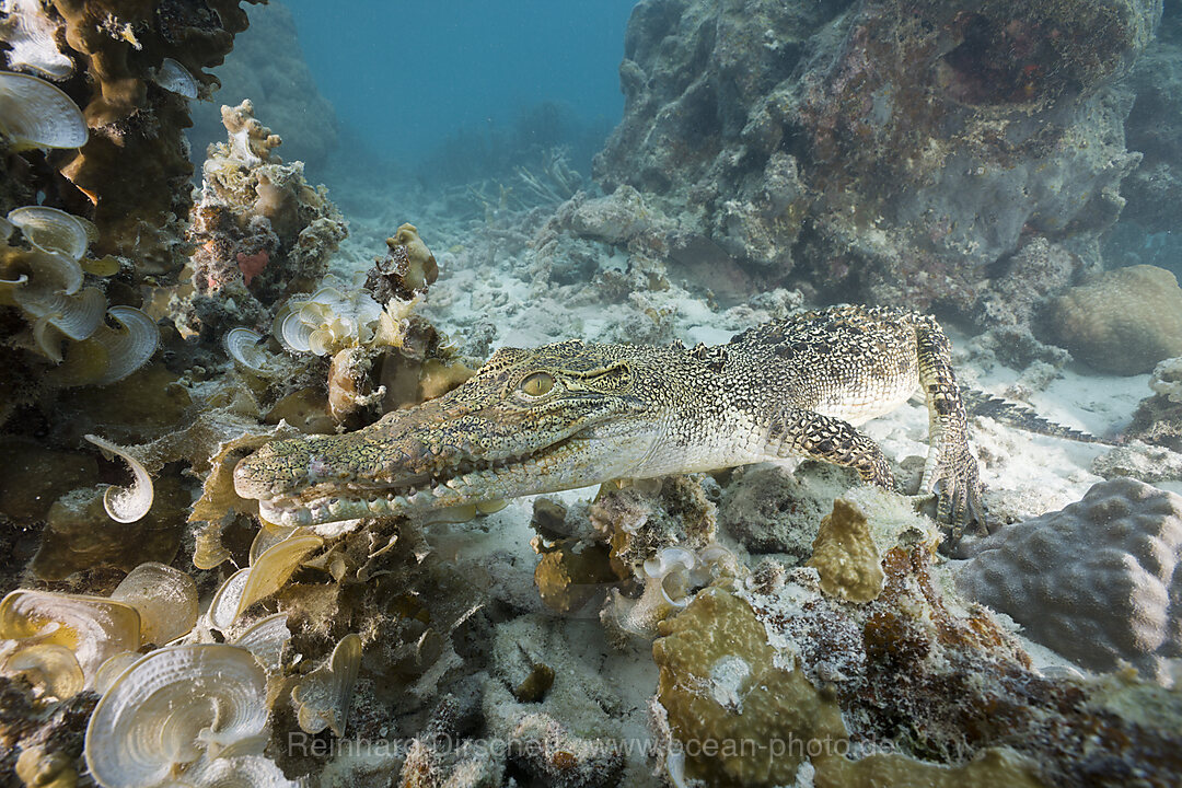 Salzwasser-Krokodil, Crocodylus porosus, Mikronesien, Palau