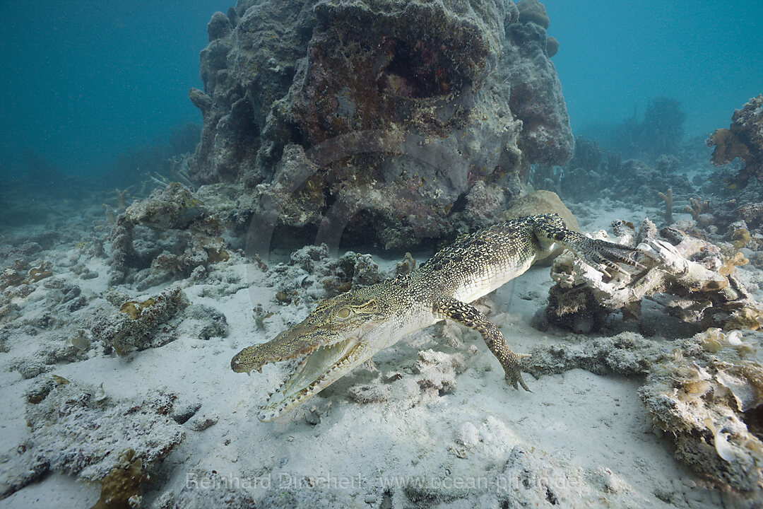 Salzwasser-Krokodil, Crocodylus porosus, Mikronesien, Palau