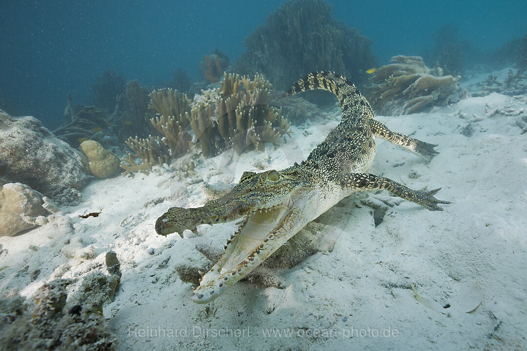 Salzwasser-Krokodil, Crocodylus porosus, Mikronesien, Palau