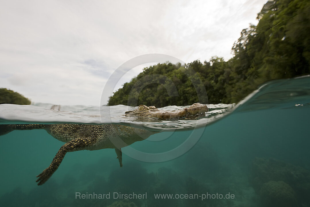 Salzwasser-Krokodil, Crocodylus porosus, Mikronesien, Palau