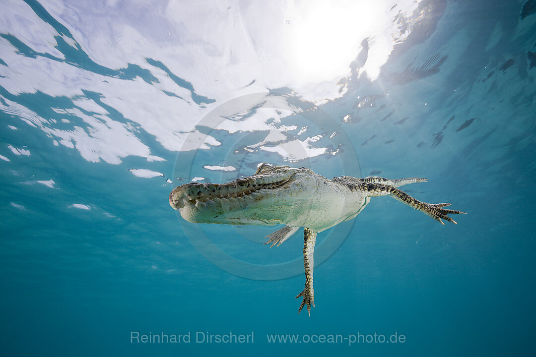 Salzwasser-Krokodil, Crocodylus porosus, Mikronesien, Palau