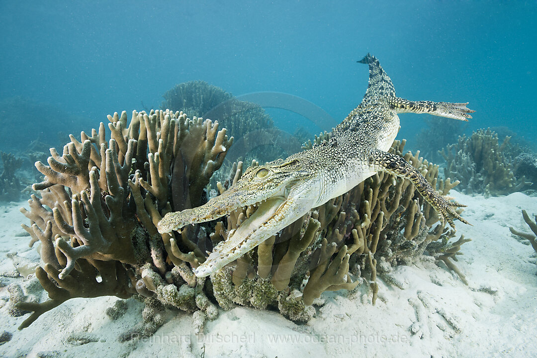 Salzwasser-Krokodil, Crocodylus porosus, Mikronesien, Palau