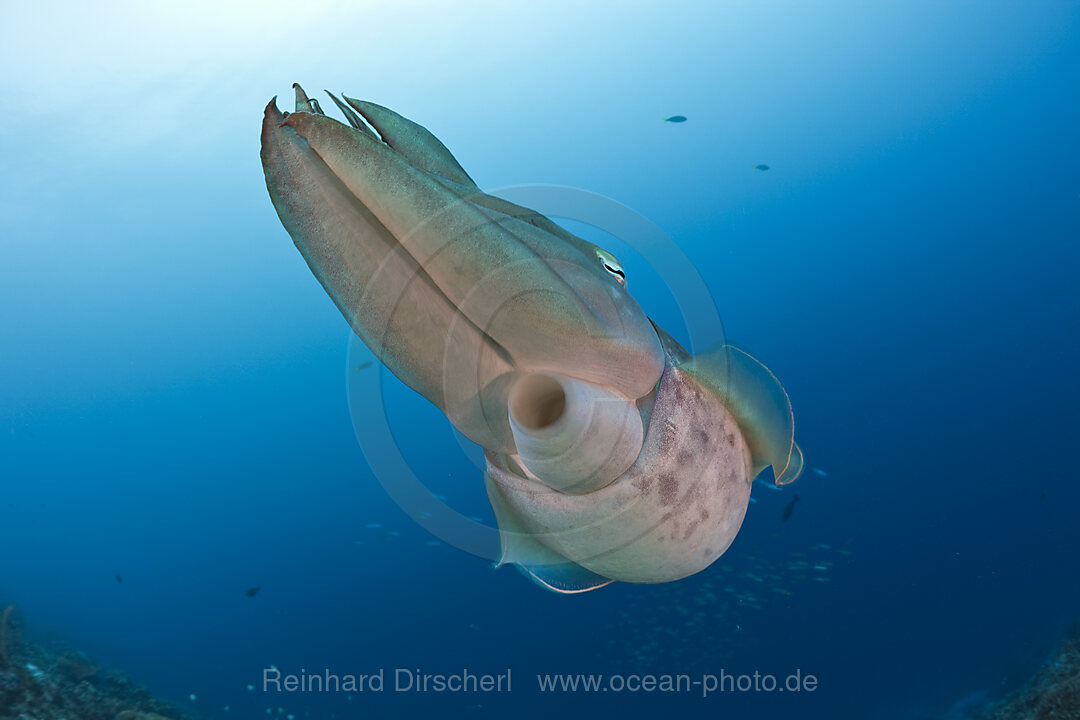 Broadclub Cuttlefish, Sepia latimanus, Micronesia, Palau