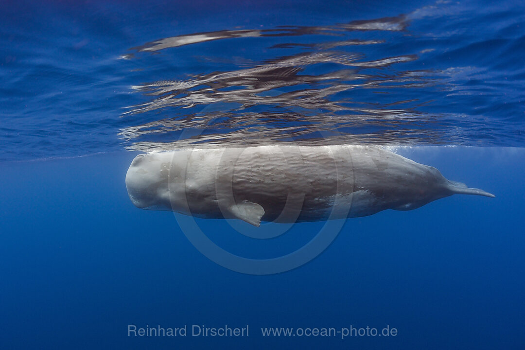 Pottwal Bulle, Physeter catodon, Kleine Antillen Karibik, Dominica