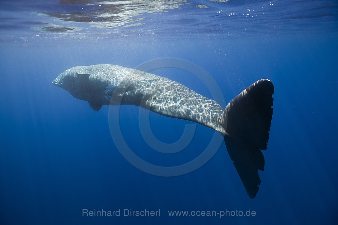 Sperm Whale