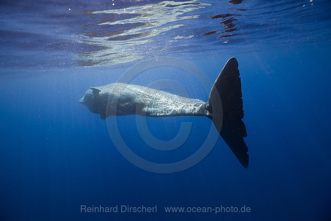 Pottwal, Physeter catodon, Kleine Antillen Karibik, Dominica