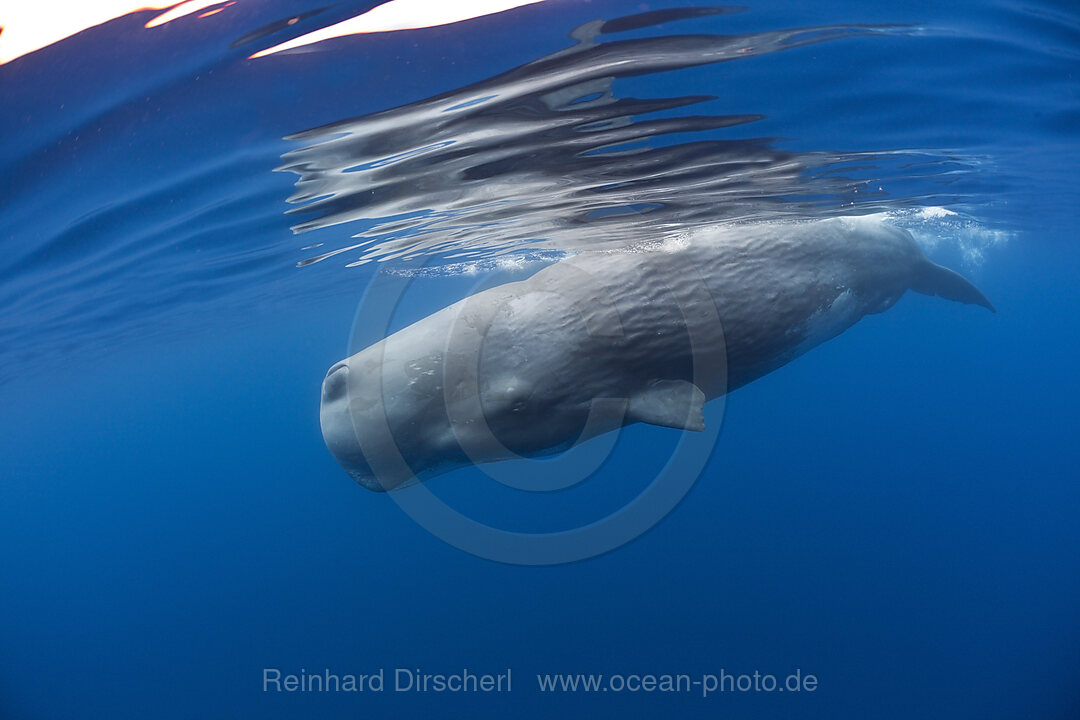 Sperm Whale Bull