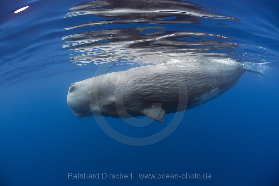 Pottwal, Physeter catodon, Kleine Antillen Karibik, Dominica