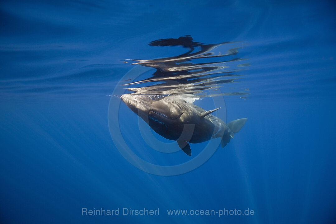 Sperm Whale, Physeter catodon, Lesser Antilles Caribbean sea, Dominica