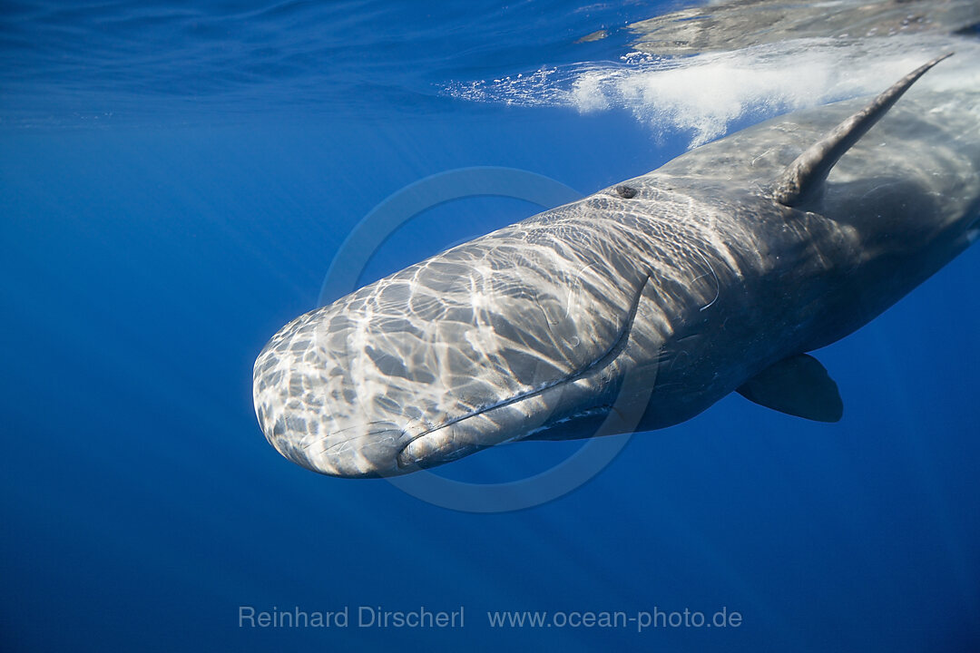 Sperm Whale, Physeter catodon, Lesser Antilles Caribbean sea, Dominica