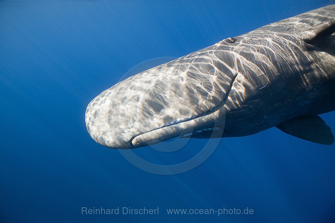 Pottwal, Physeter catodon, Kleine Antillen Karibik, Dominica