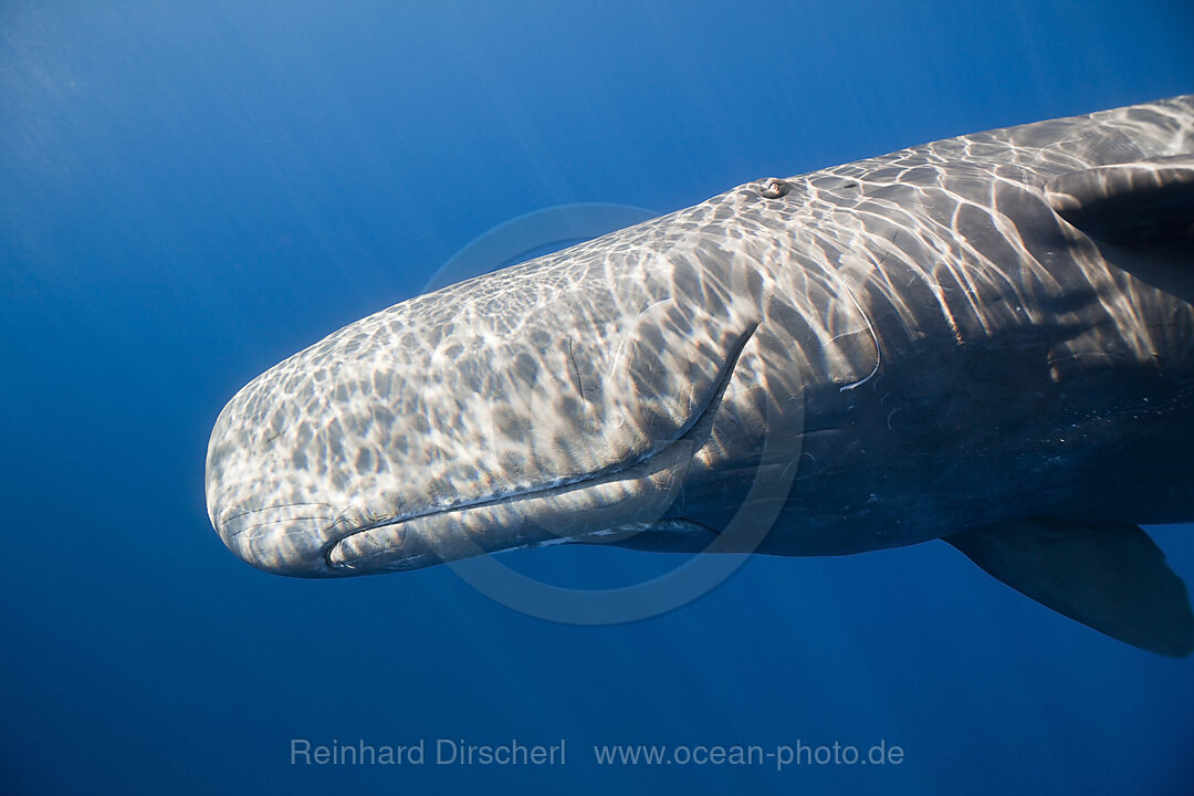 Pottwal, Physeter catodon, Kleine Antillen Karibik, Dominica